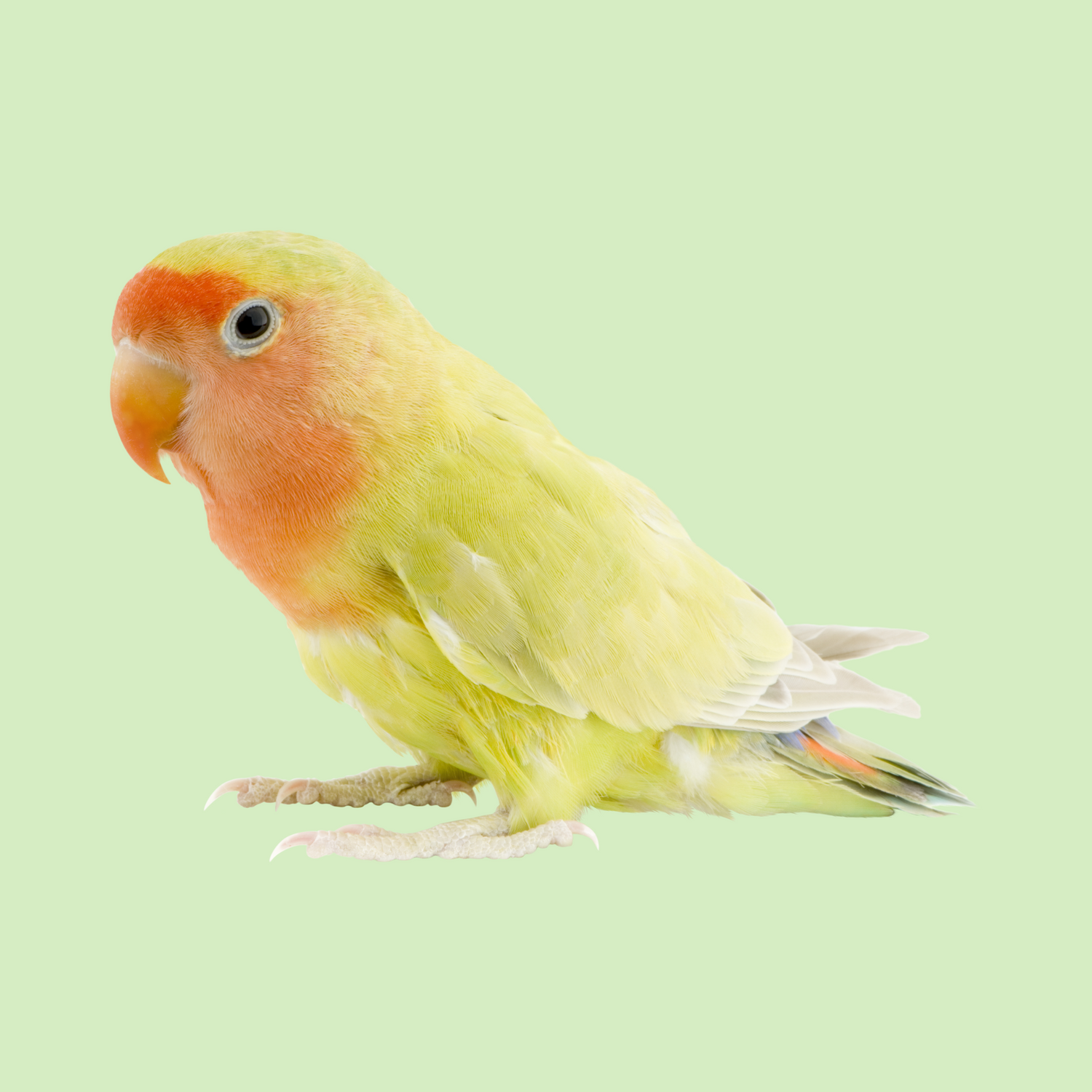 Vögel
