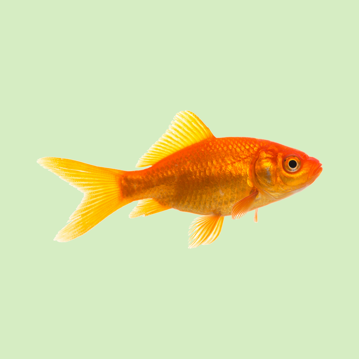 Fische & Aquarien