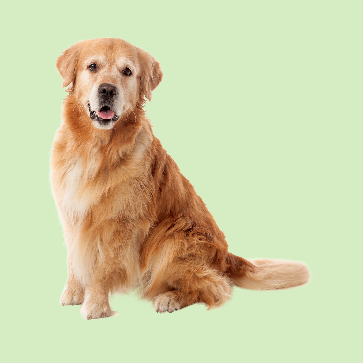 Hunde